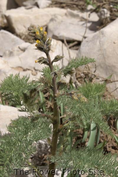 Biebersteinia multifida De